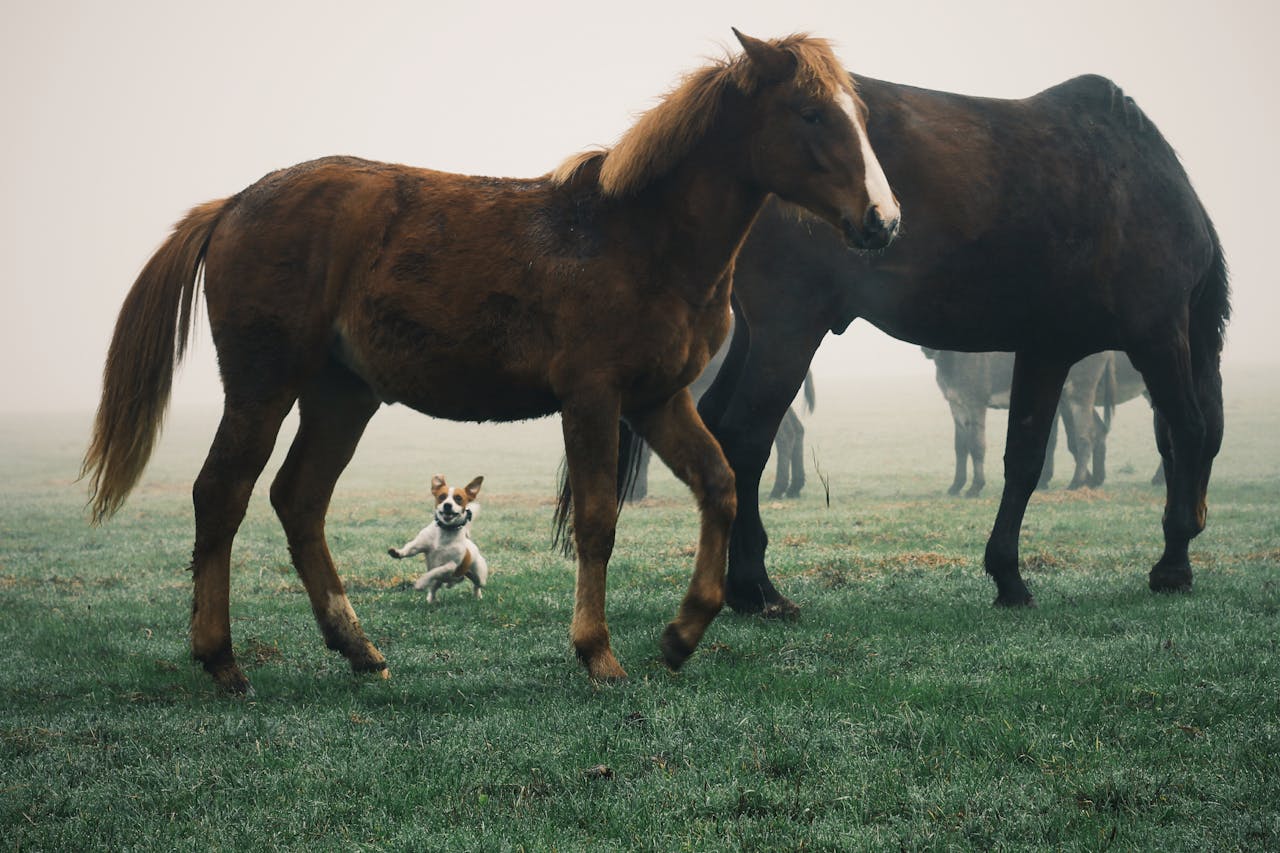 Horses grazing in a misty pasture with a playful dog. Calm and serene nature scene.